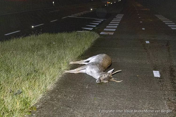 Weer hert doodgereden op de Zeeweg in Overveen