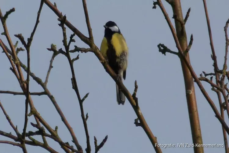 Vogelzang op Elswout