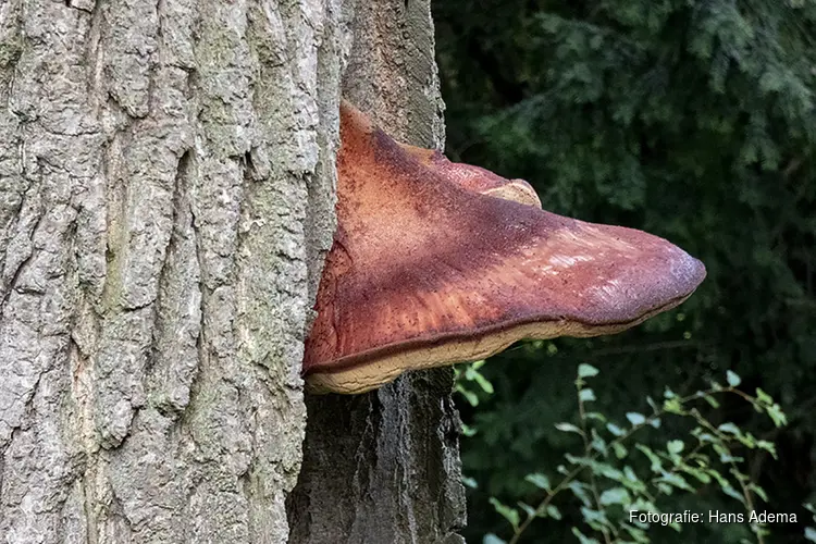 Vandaag in het duin : Op zoek naar de biefstukzwam