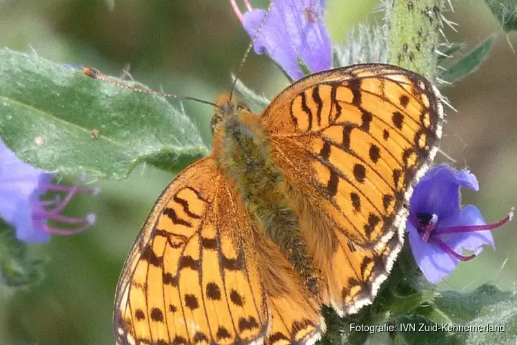 Vlinders in de zomer