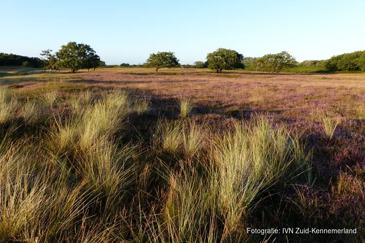 Heide-excursie in de oude duinen van De Zilk