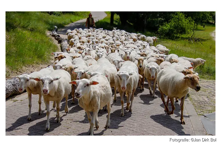 Schapen ingezet voor natuur in de Amsterdamse Waterleidingduinen