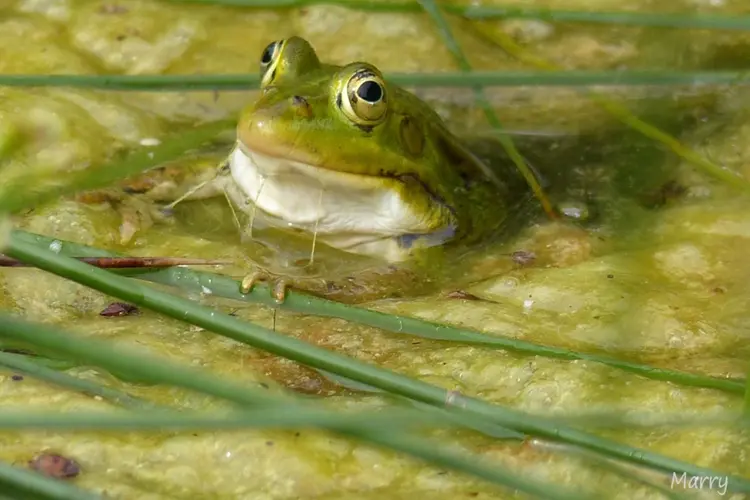 Excursie waterbeestjes bij Middenduin