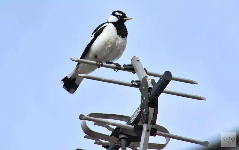 Steeds minder stadsvogels in Nederland