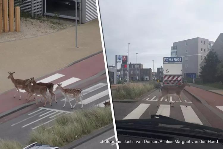 Evolutie? Zandvoortse herten gebruiken steeds vaker zebrapad