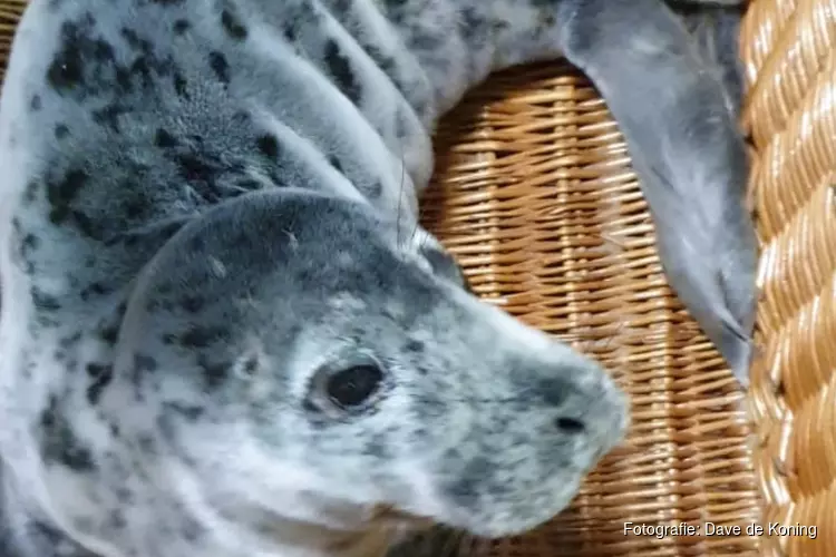 Babyzeehond verstopt zich onder tafel van terras strandpaviljoen in Zandvoort