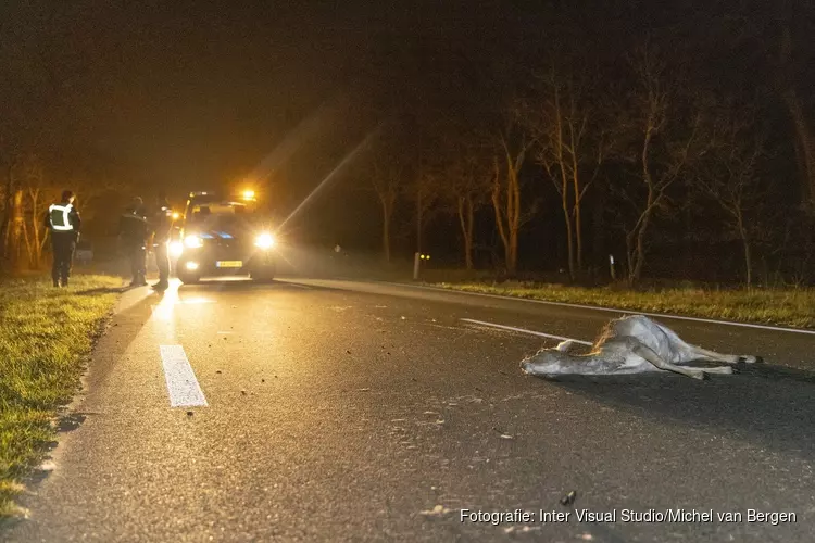 Hert overleden na aanrijding met wagen Koninklijke Marechaussee